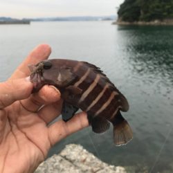 目玉が釣れた！こんな事ある！？
