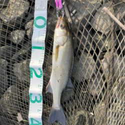 荒川　デイシーバス