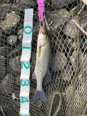 荒川　デイシーバス