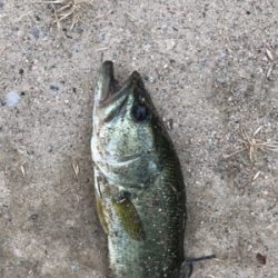 久しぶりブラックバス