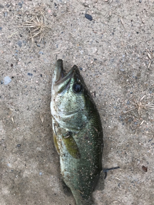 久しぶりブラックバス