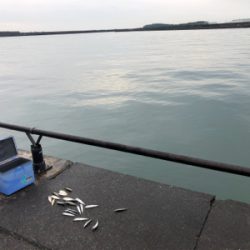 豆アジと小サバ