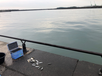 豆アジと小サバ