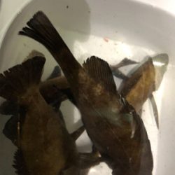 サバから逃げながらのメバリング