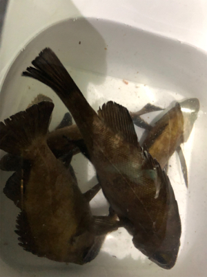 サバから逃げながらのメバリング