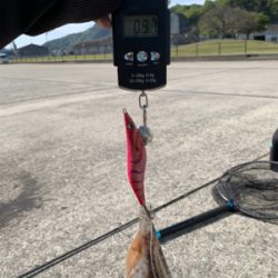 三角でエギング