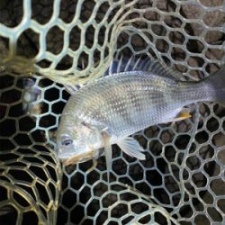 淀川ブリームゲーム