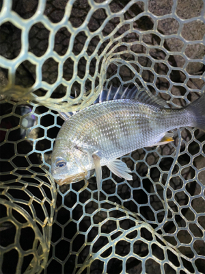 淀川ブリームゲーム