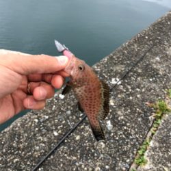 なんとか釣れたぁ〜