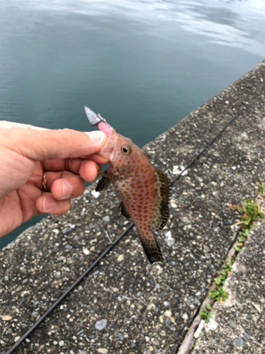 なんとか釣れたぁ〜