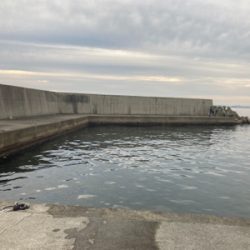 ガシラ、小サバ多数