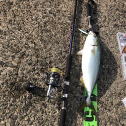 ブリを求めて三千里