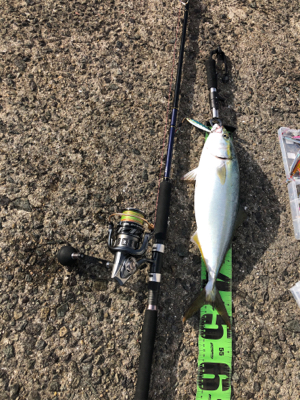 ブリを求めて三千里