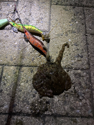 新子サイズ1匹のみ