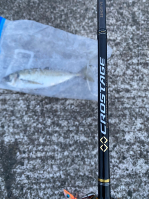 エギングからのアジング