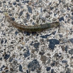 35センチのカマスが爆釣！！