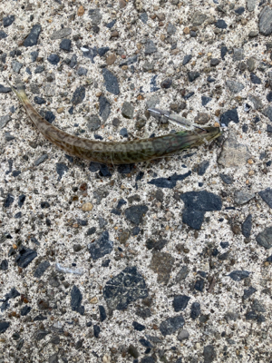 35センチのカマスが爆釣！！