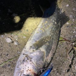 シーバスの聖地?