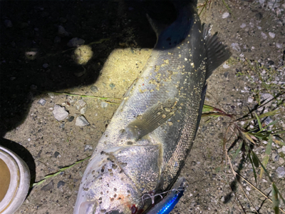 シーバスの聖地?