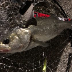 夜のナイスファイター