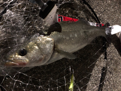 夜のナイスファイター