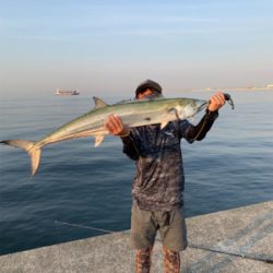 メーターサワラ、ブリ