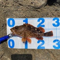 ガシラ自己記録更新尺over30.5cm