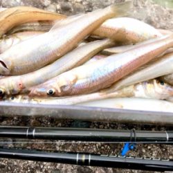 ちょい投げキス釣りシーズン