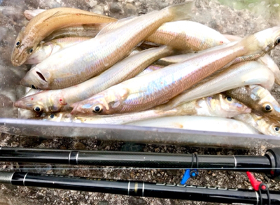 ちょい投げキス釣りシーズン