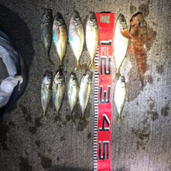 アジ釣れてますよ〜