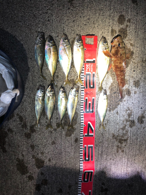 アジ釣れてますよ〜