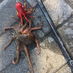 新子マダコ低活性、中々と手強い今朝。。