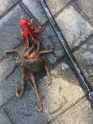 新子マダコ低活性、中々と手強い今朝。。