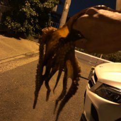 今年初のタコちゃん