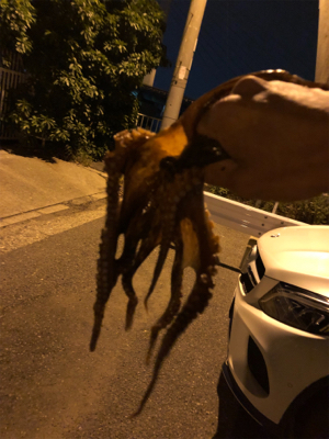 今年初のタコちゃん