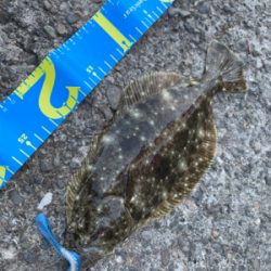 デイライトゲーム