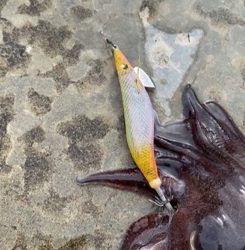 ランガンエギング