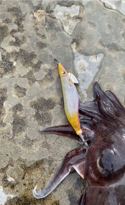 ランガンエギング