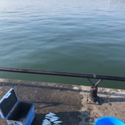 豆アジ、豆サバ