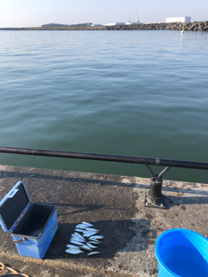 豆アジ、豆サバ