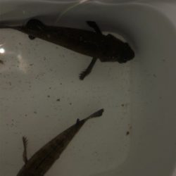 ヘッドライトなしでのメバリング