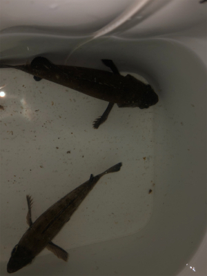 ヘッドライトなしでのメバリング