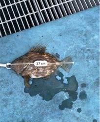 初　まとうだい