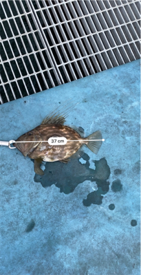 初　まとうだい