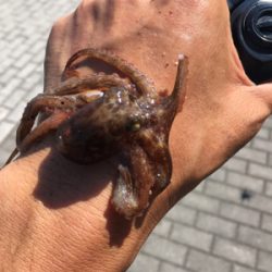 朝イチは豆サバだらけ。タコは成長途上中。。。