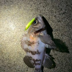 まさかのアナゴ！