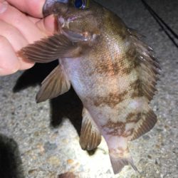 アジも釣れました