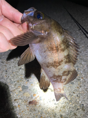 アジも釣れました