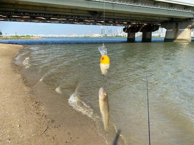 ハゼクラデビュー