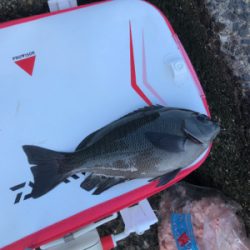 グレフカセ釣り